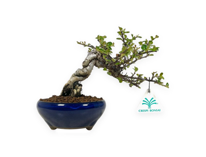 Cotoneaster Horizontalis - 18 cm