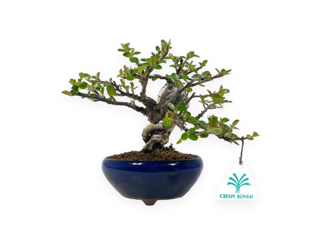Cotoneaster Horizontalis - Cotognastro - 18 cm 2