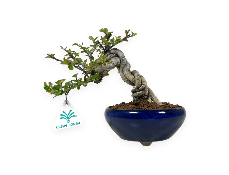 Cotoneaster Horizontalis - 18 cm