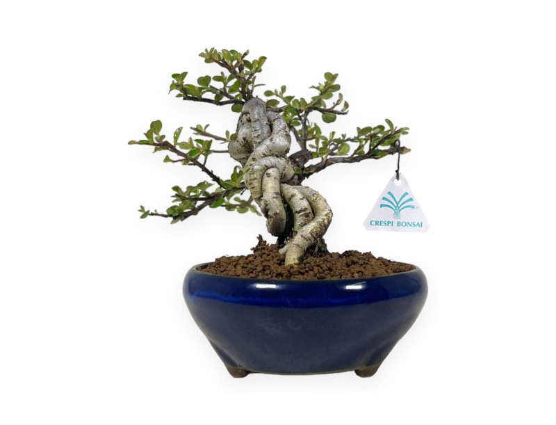 Cotoneaster Horizontalis - 18 cm