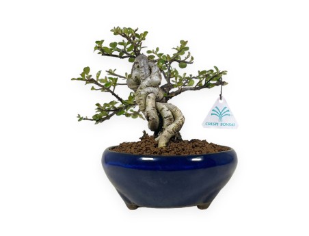 Cotoneaster Horizontalis - 18 cm