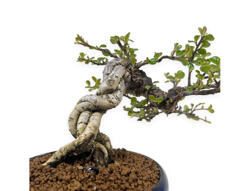 Cotoneaster Horizontalis - 18 cm