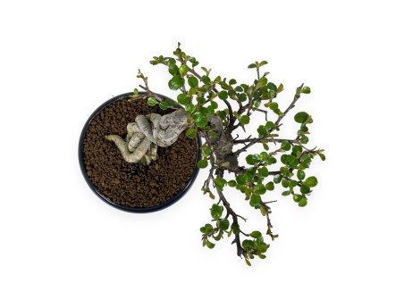 Cotoneaster Horizontalis - 18 cm