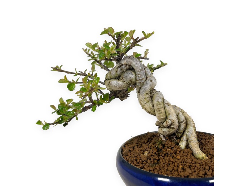 Cotoneaster Horizontalis - 18 cm