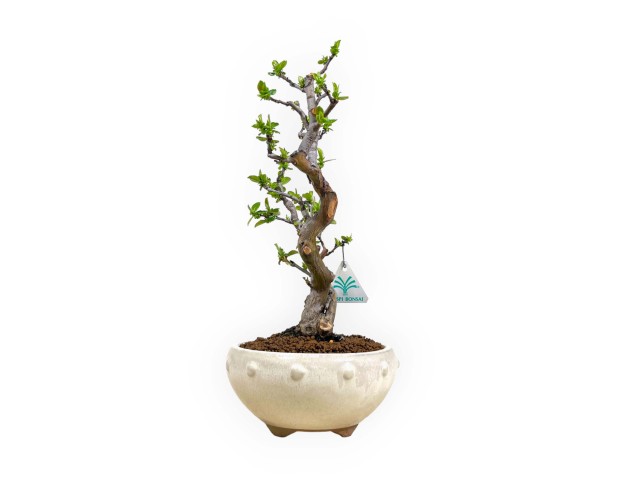 Pseudocydonia chinensis - Quitte - 35 cm 2