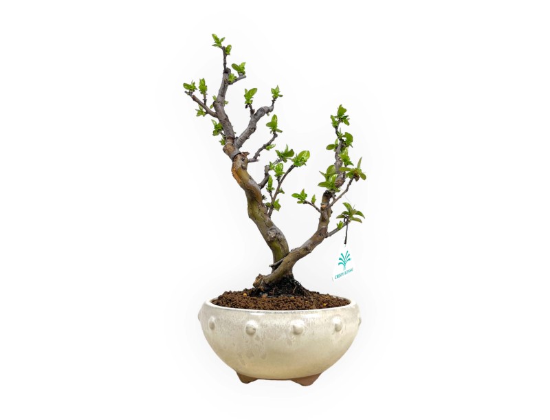 Pseudocydonia chinensis - Quitte - 35 cm