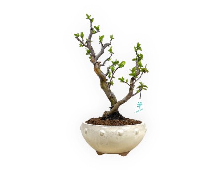 Pseudocydonia chinensis - Quitte - 35 cm