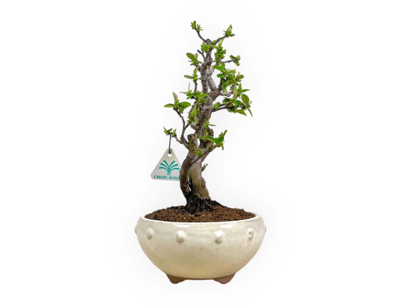 Pseudocydonia chinensis - Quitte - 35 cm