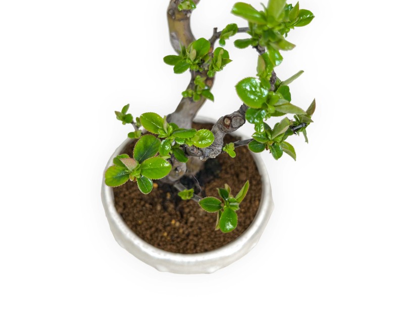 Pseudocydonia chinensis - Cotogno - 35 cm