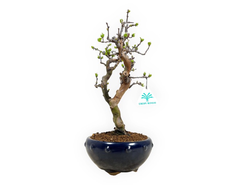Pseudocydonia chinensis - Cognassier - 38 cm