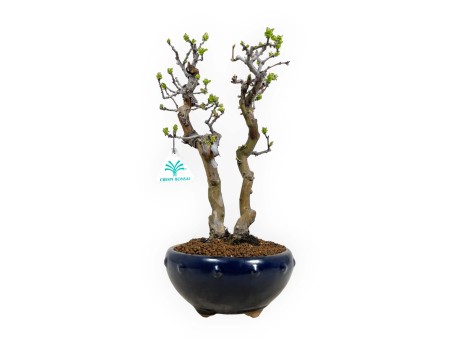Pseudocydonia chinensis - Quitte - 38 cm