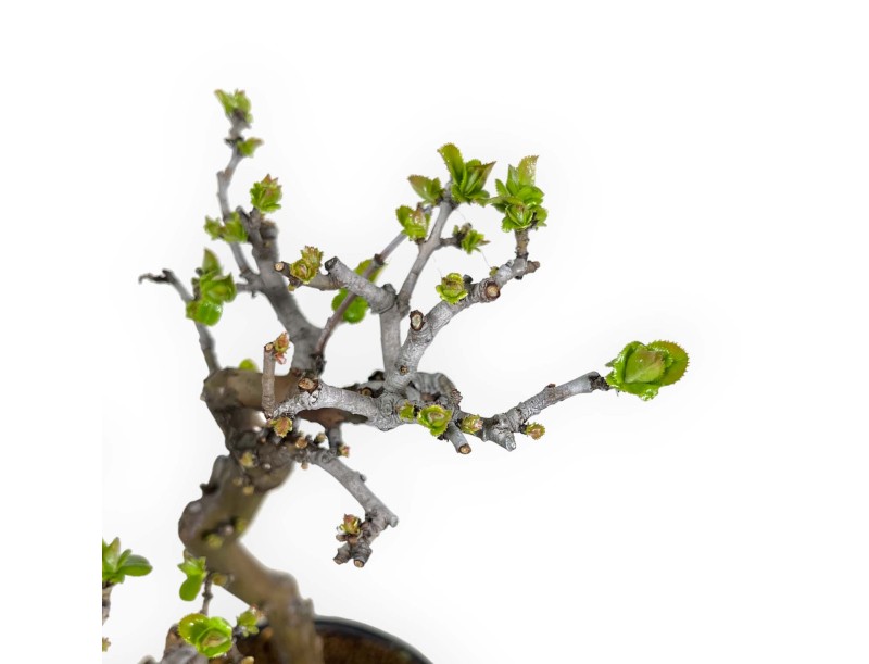 Pseudocydonia chinensis - Membrillo - 38 cm