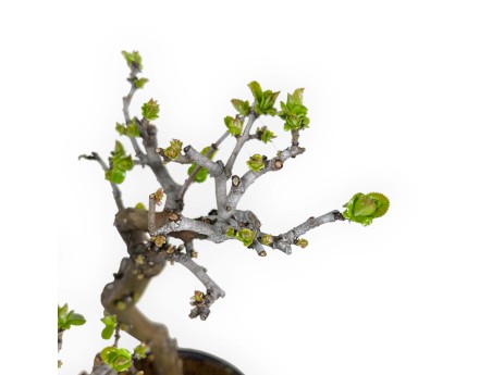 Pseudocydonia chinensis - Kweepeer - 38 cm