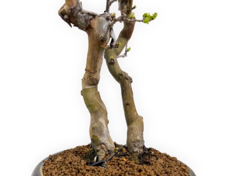 Pseudocydonia chinensis - Kweepeer - 38 cm