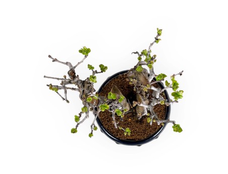 Pseudocydonia chinensis - Kweepeer - 38 cm