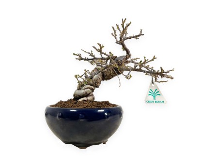 Cotoneaster Horizontalis - Cotognastro - 25 cm