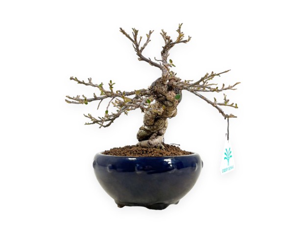 Cotoneaster Horizontalis - Cotognastro - 25 cm 2