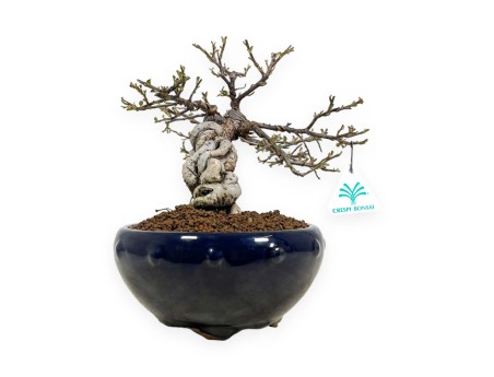 Cotoneaster Horizontalis - 25 cm