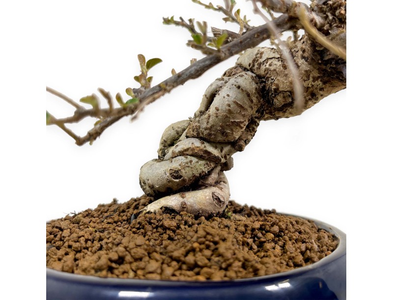 Cotoneaster Horizontalis - 25 cm
