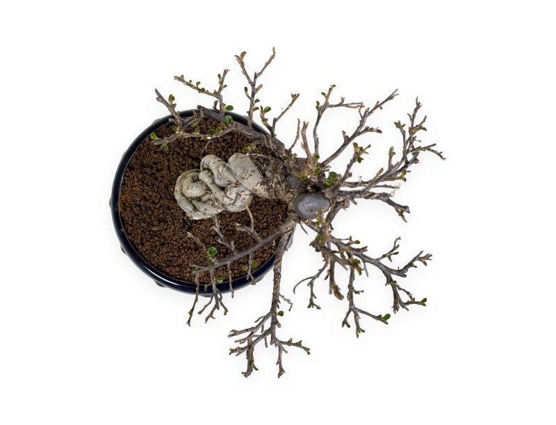 Cotoneaster Horizontalis - Cotognastro - 25 cm