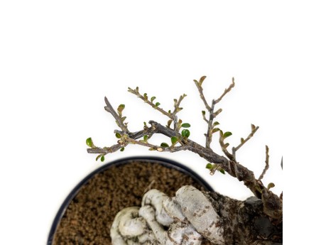 Cotoneaster Horizontalis - Cotognastro - 25 cm