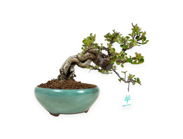 Cotoneaster Horizontalis - Cotognastro - 18 cm