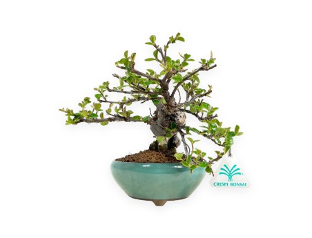 Cotoneaster Horizontalis - 18 cm
