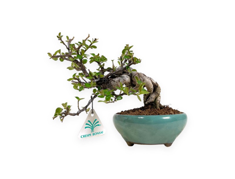 Cotoneaster Horizontalis - Cotognastro - 18 cm
