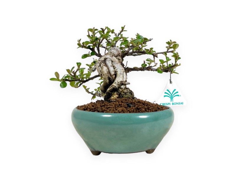 Cotoneaster Horizontalis - Cotognastro - 18 cm