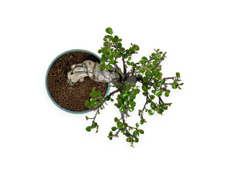 Cotoneaster Horizontalis - Cotognastro - 18 cm