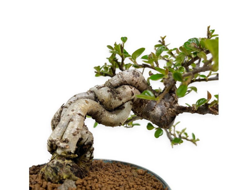 Cotoneaster Horizontalis - Cotognastro - 18 cm