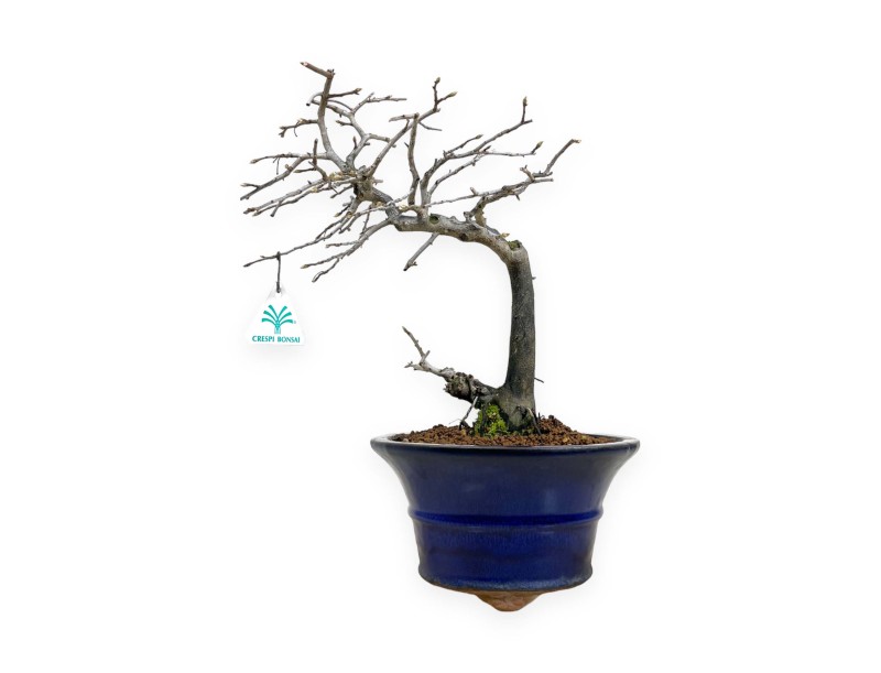 Diospyros kaki - Kaki - 34 cm