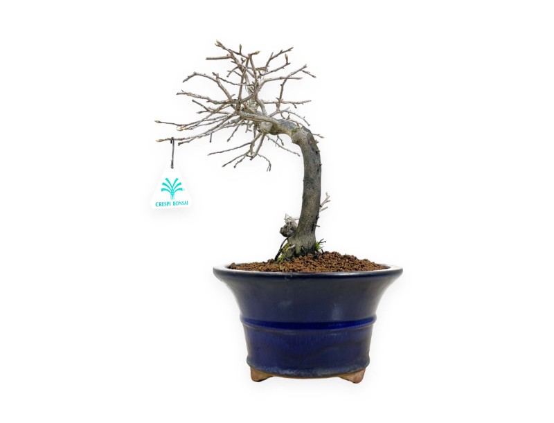 Diospyros kaki - Plaqueminier - 34 cm