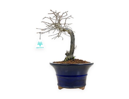 Diospyros kaki - Plaqueminier - 34 cm