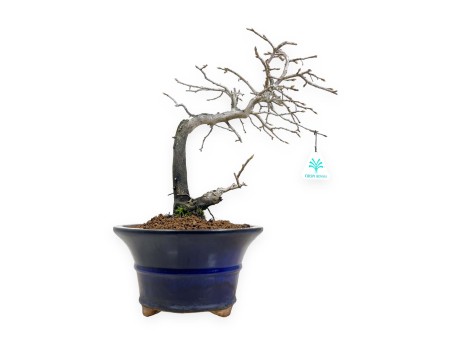 Diospyros kaki - Caqui - 34 cm