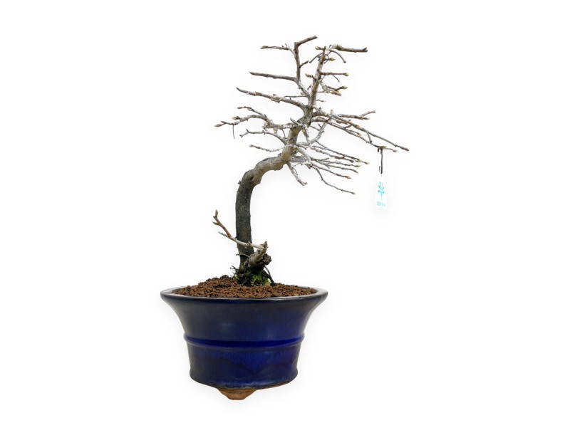 Diospyros kaki - Kaki - 34 cm