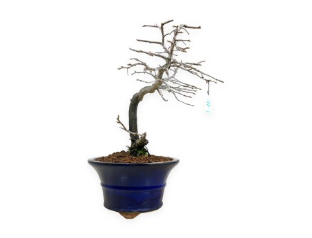 Diospyros kaki - Kaki - 34 cm