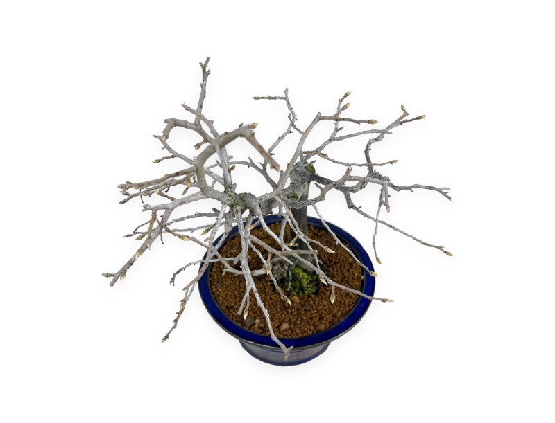 Diospyros kaki - Kaki - 34 cm