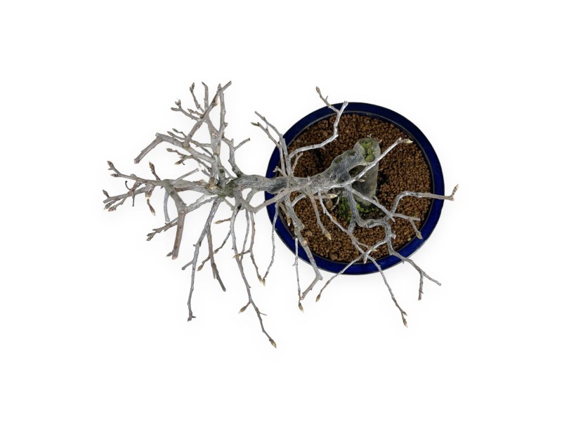 Diospyros kaki - Kaki - 34 cm