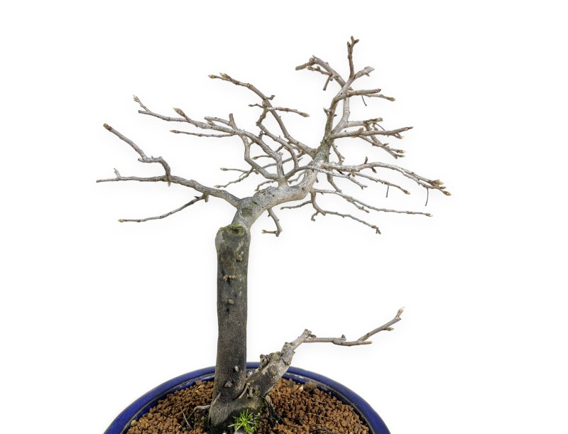Diospyros kaki - Plaqueminier - 34 cm