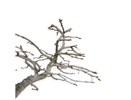 Diospyros kaki - Kaki - 34 cm