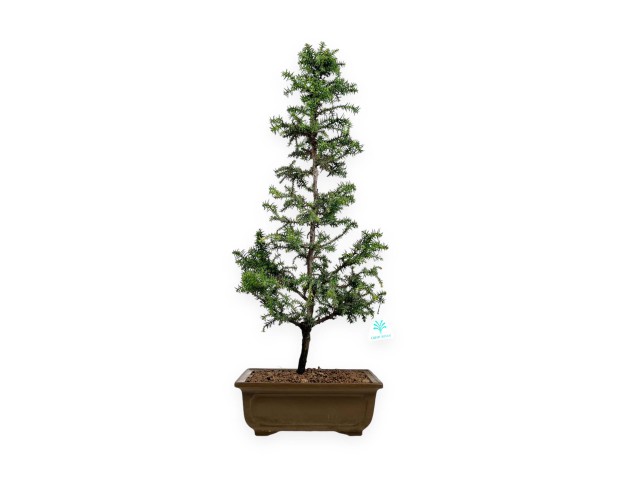 Cryptomeria japonica - 54 cm