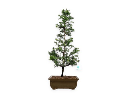 Cryptomeria japonica - 54 cm
