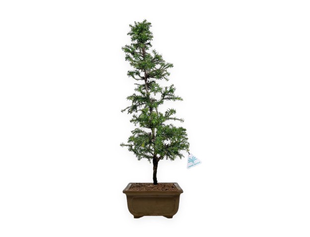 Cryptomeria japonica - 54 cm 2