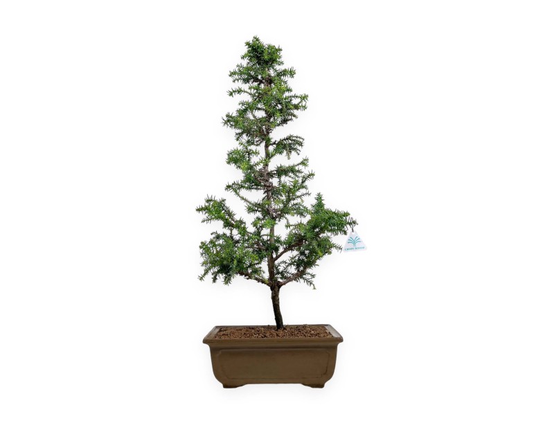 Cryptomeria japonica - 54 cm