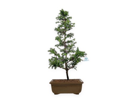 Cryptomeria japonica - 54 cm