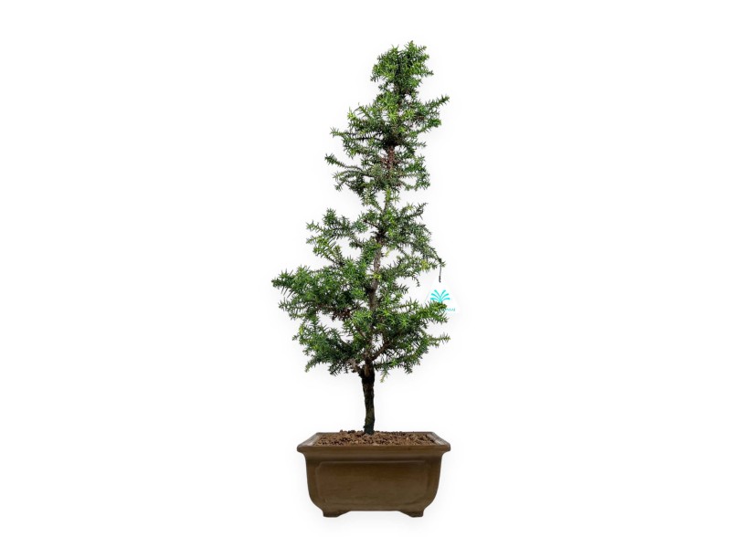 Cryptomeria japonica - 54 cm