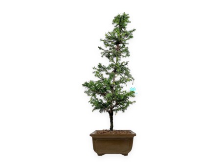Cryptomeria japonica - 54 cm