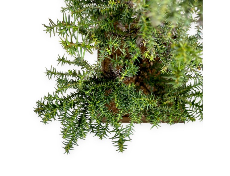 Cryptomeria japonica - 54 cm