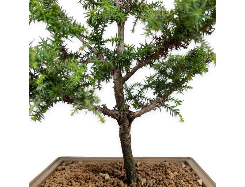 Cryptomeria japonica - 54 cm